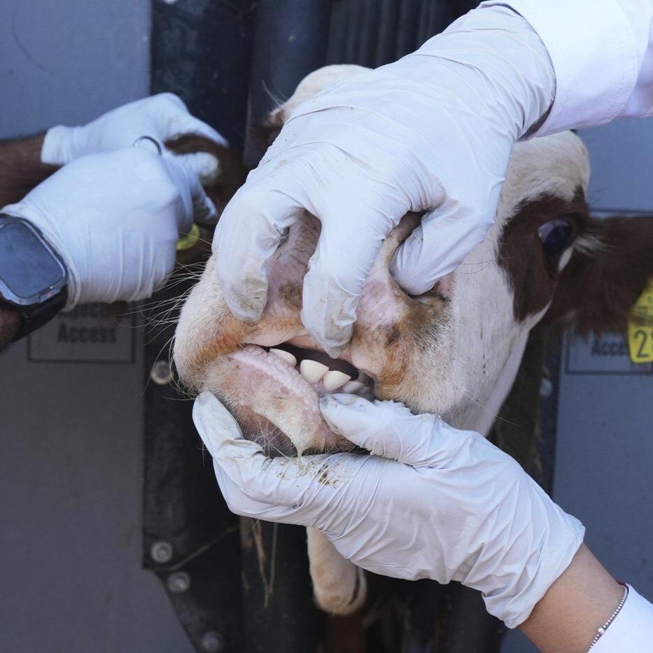 Photos of Mexican ranchers struggling to adapt as screwworm ravages their cattle exports to the US